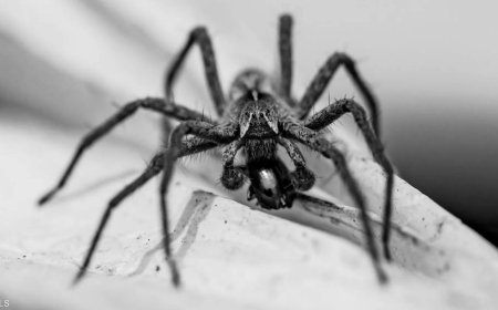 "نهاية مأساوية" لرجل اشترى عنكبوتا ساما عبر الإنترنت