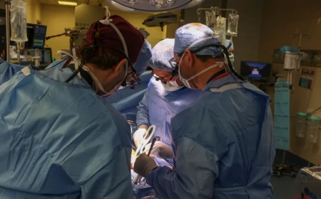 لأول مرة في العالم.. زراعة رئة خنزير في جسد إنسان
