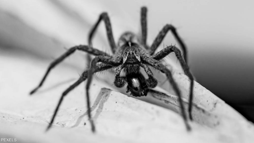 "نهاية مأساوية" لرجل اشترى عنكبوتا ساما عبر الإنترنت