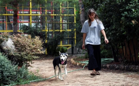 محاولة للفهم.. كيف تتعامل الحيوانات مع الموت؟