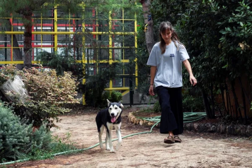 محاولة للفهم.. كيف تتعامل الحيوانات مع الموت؟