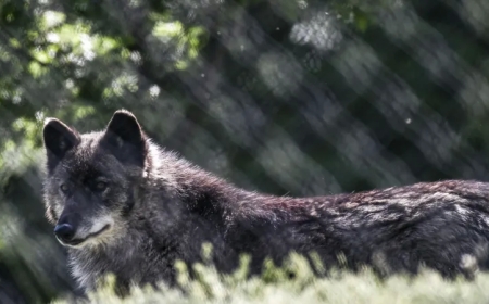اكتشاف أول حيوان هجين يجمع بين الذئب والكلب في اليونان