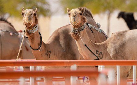 تحت رعاية رئيس الدولة /الدورة الـ19 من مهرجان الظفرة تعقد فعالياتها في أبوظبي
