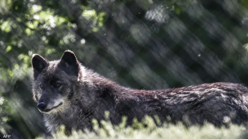 اكتشاف أول حيوان هجين يجمع بين الذئب والكلب في اليونان
