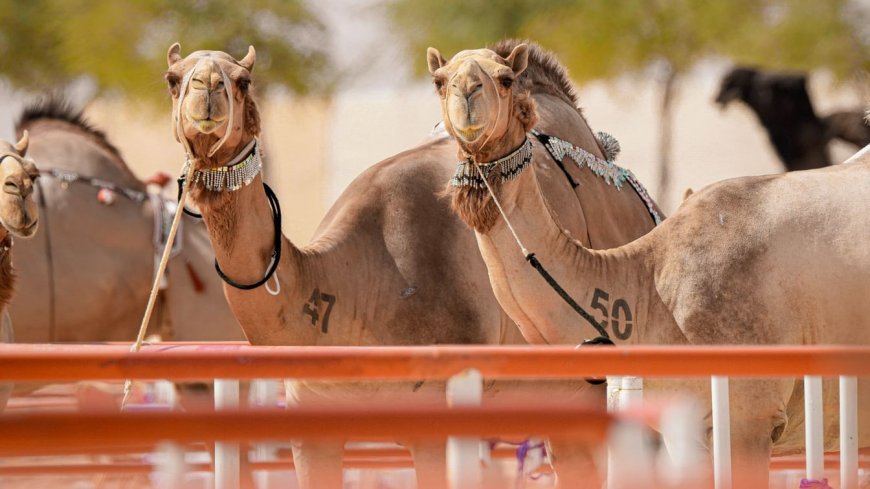 تحت رعاية رئيس الدولة /الدورة الـ19 من مهرجان الظفرة تعقد فعالياتها في أبوظبي