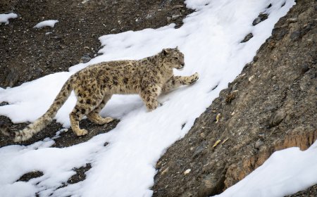 روسيا تُعيد النمور الآمور والفهود الثلجية من حافة الانقراض