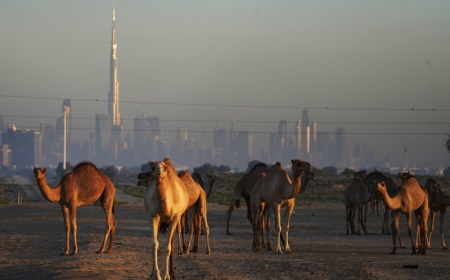 بروتين فريد في الإبل واللاما قد يحمي الدماغ من آلزهايمر