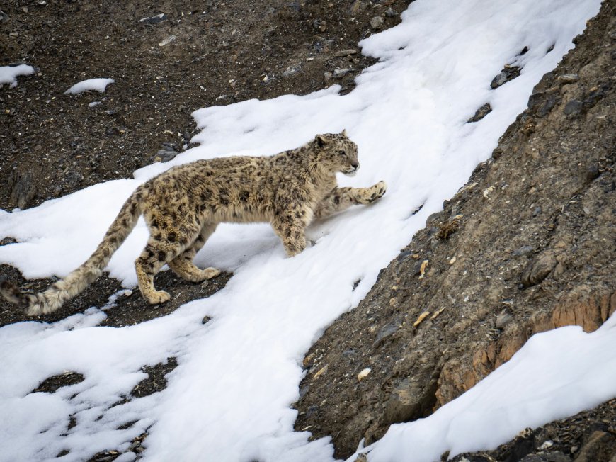 روسيا تُعيد النمور الآمور والفهود الثلجية من حافة الانقراض