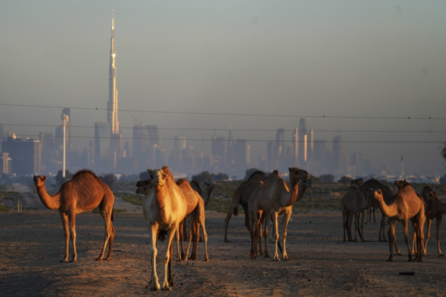 بروتين فريد في الإبل واللاما قد يحمي الدماغ من آلزهايمر