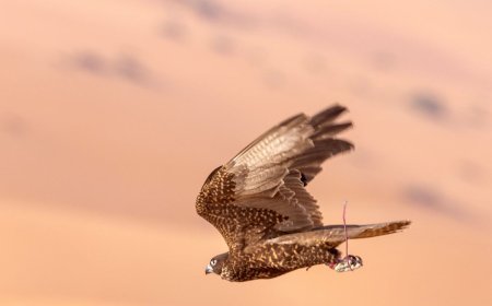 غدا..انطلاق "منافسات الصقور" بفئة "الملاك" في مهرجان ليوا الدولي